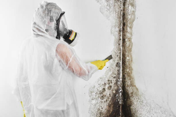 Mold Removal and Inspection in Millcreek, UT