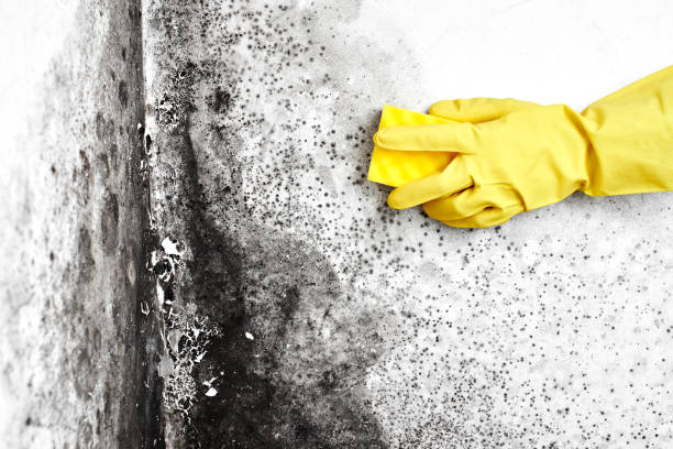 Best Black Mold Removal  in Millcreek, UT