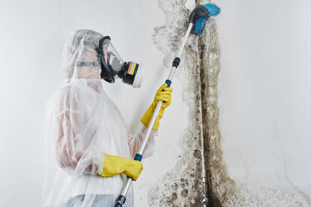 Crawl Space Mold Removal in Millcreek, UT