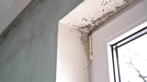 Best Residential Mold Removal  in Millcreek, UT