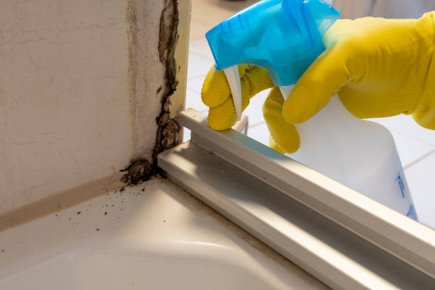 Best Black Mold Removal  in Millcreek, UT