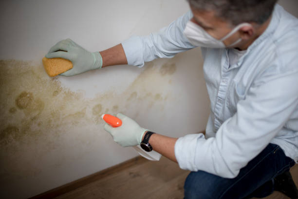 Best Certified Mold Removal  in Millcreek, UT