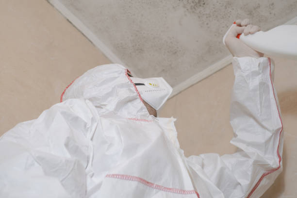 Office Mold Removal Services in Millcreek, UT