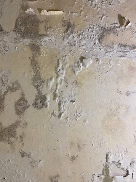 Best Mold Cleaning Services  in Millcreek, UT