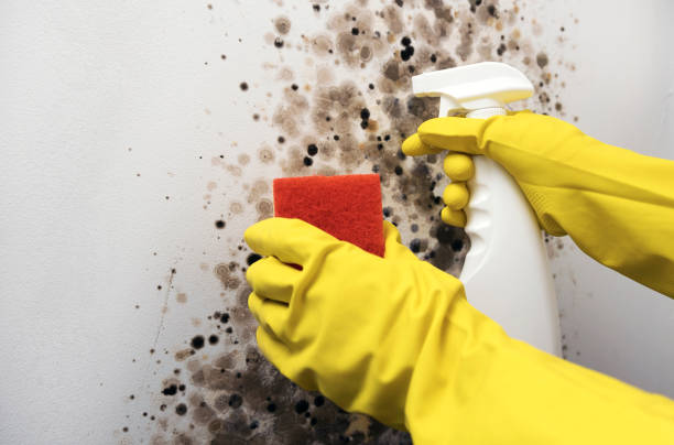 Best Attic Mold Removal  in Millcreek, UT