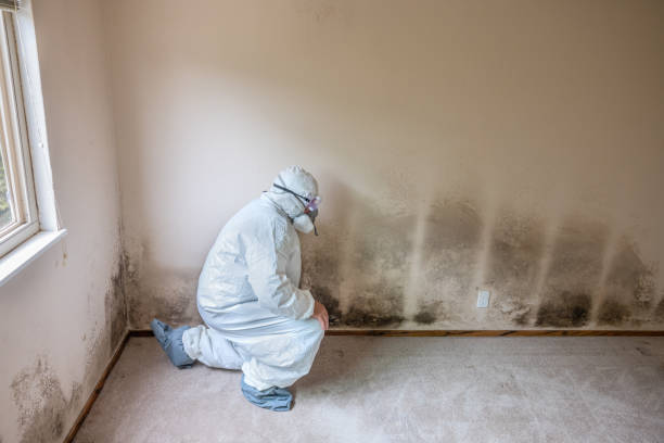 Best Mold Testing  in Millcreek, UT
