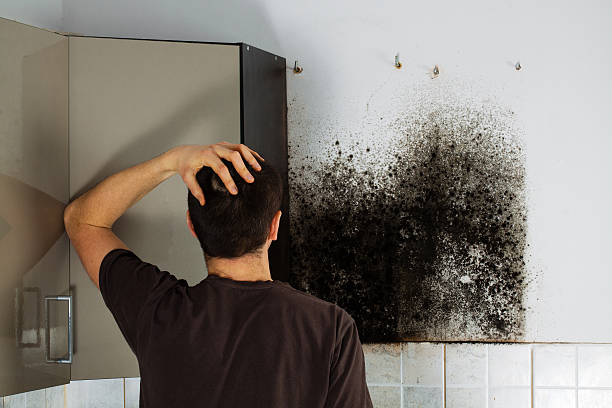 Professional Mold Removal in Millcreek, UT