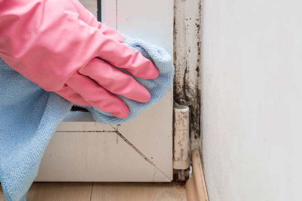 Best Toxic Mold Removal  in Millcreek, UT