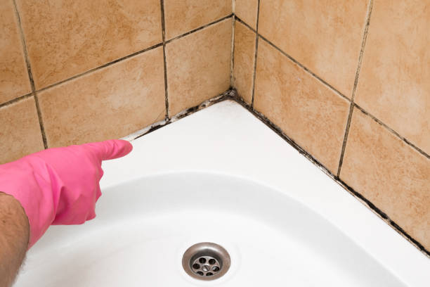 Best Home Mold Removal  in Millcreek, UT
